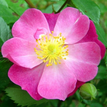  of INELEGANT to give a rather inelegant name for the wild rose (plant) 